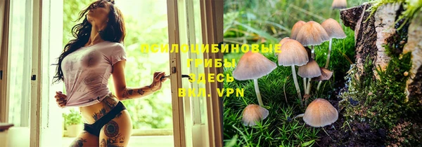 PSILOCYBIN Армянск